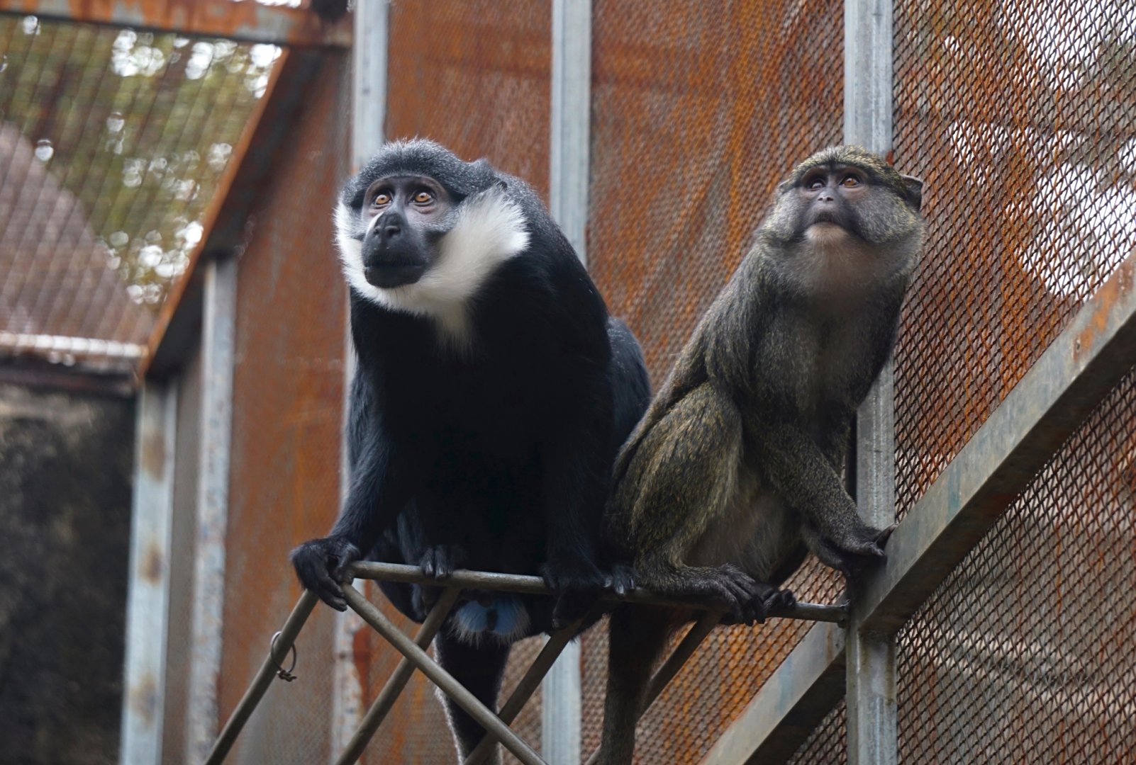 L'Hoest's monkey, Allen's swamp monkey