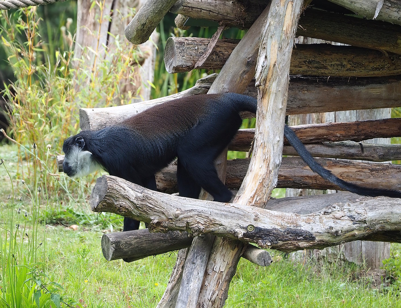 L'Hoëst's monkey (Allochrocebus lhoesti), 2022-06-12