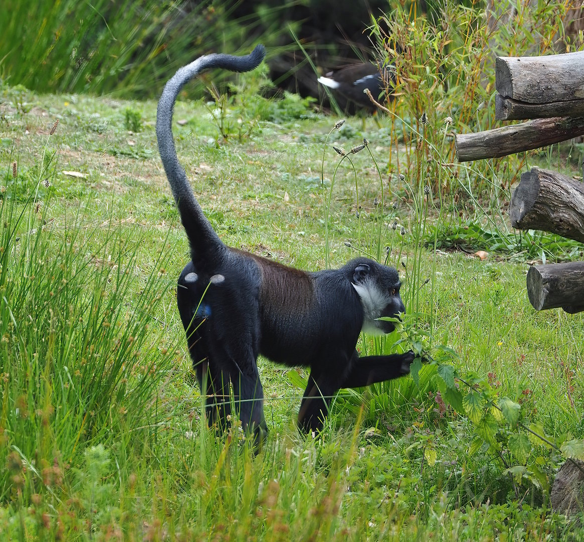 L'Hoëst's monkey (Allochrocebus lhoesti), 2022-06-12