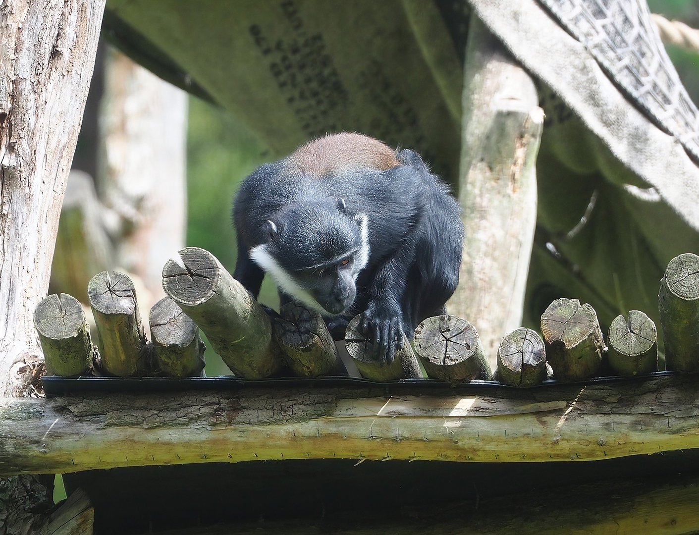 L'Hoëst's monkey (Allochrocebus lhoesti), 2022-06-12