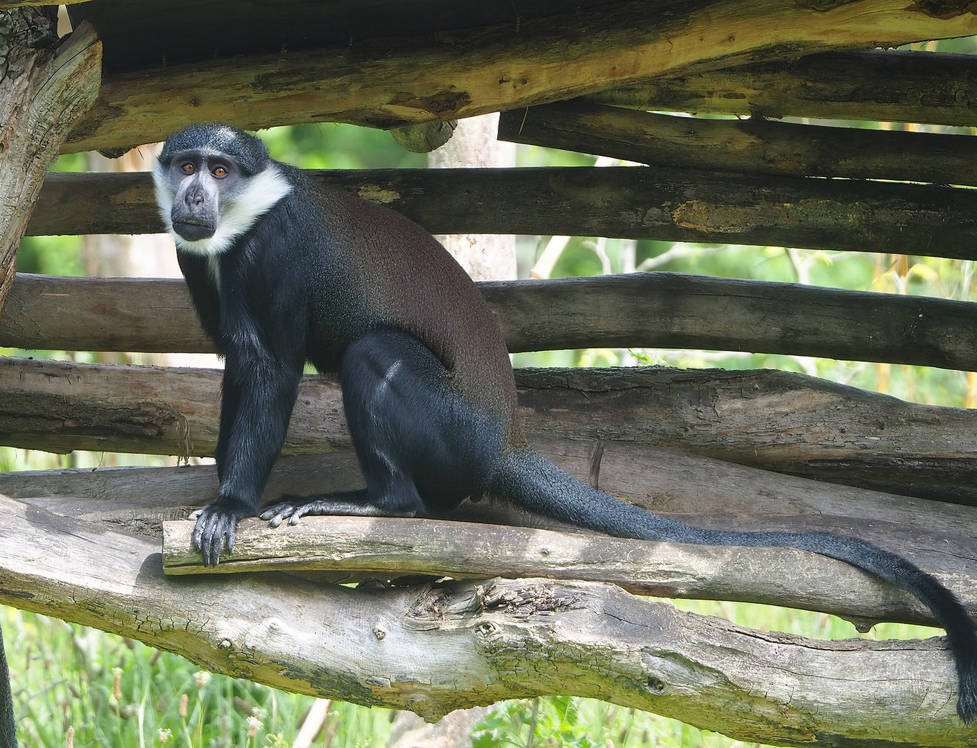L'Hoëst's monkey (Allochrocebus lhoesti), 2022-06-12
