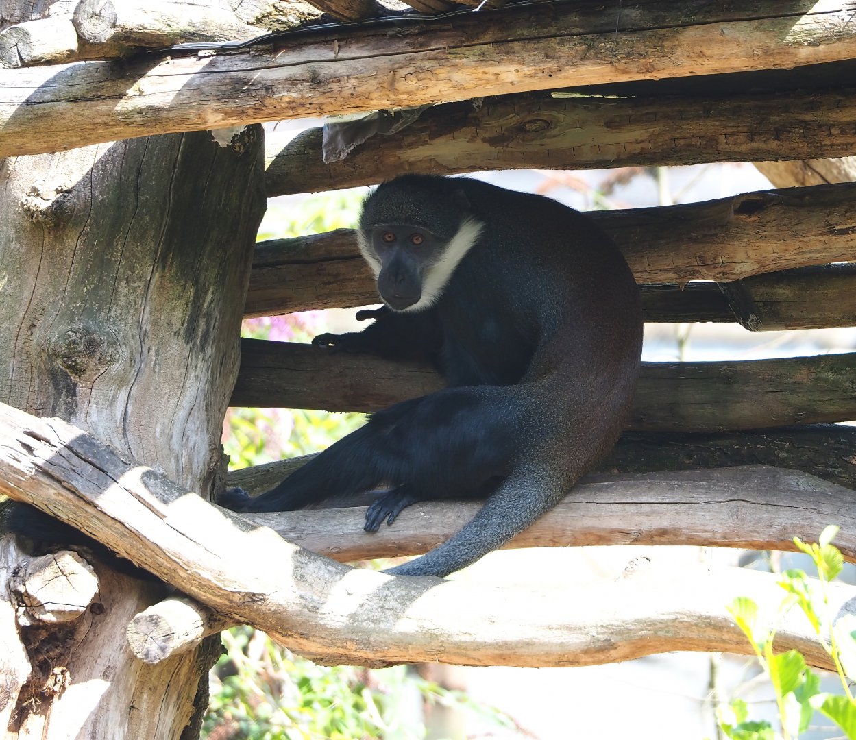 L'Hoest's monkey (Allochrocebus lhoesti), 2023-08-15