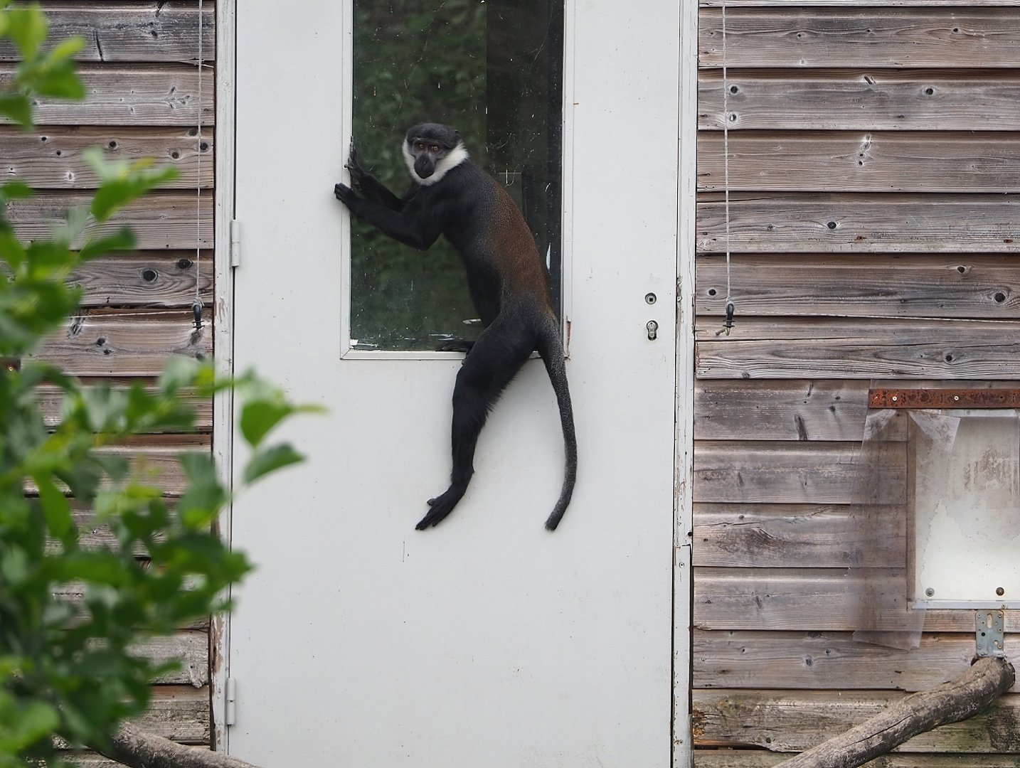 L'Hoest's monkey (Allochrocebus lhoesti), 2023-08-15