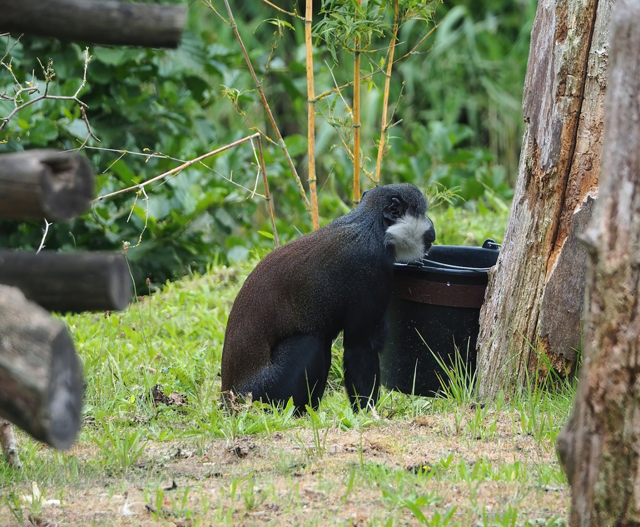 L'Hoest's monkey (Allochrocebus lhoesti), 2023-08-15