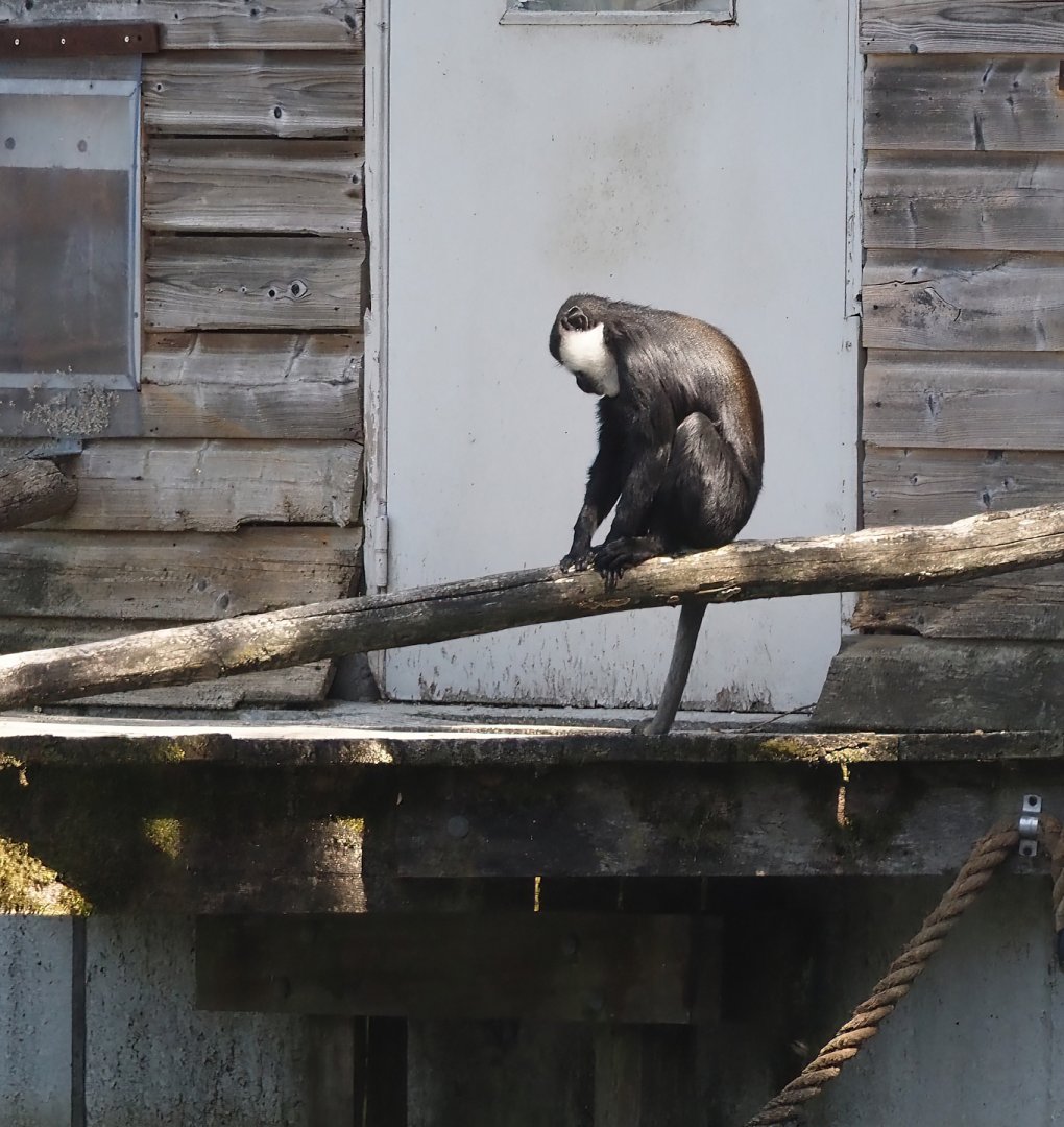 L'Hoest's monkey (Allochrocebus lhoesti), 2025-04-30