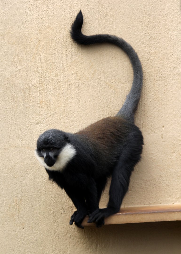 L'Hoest's monkey (Allochrocebus lhoesti)