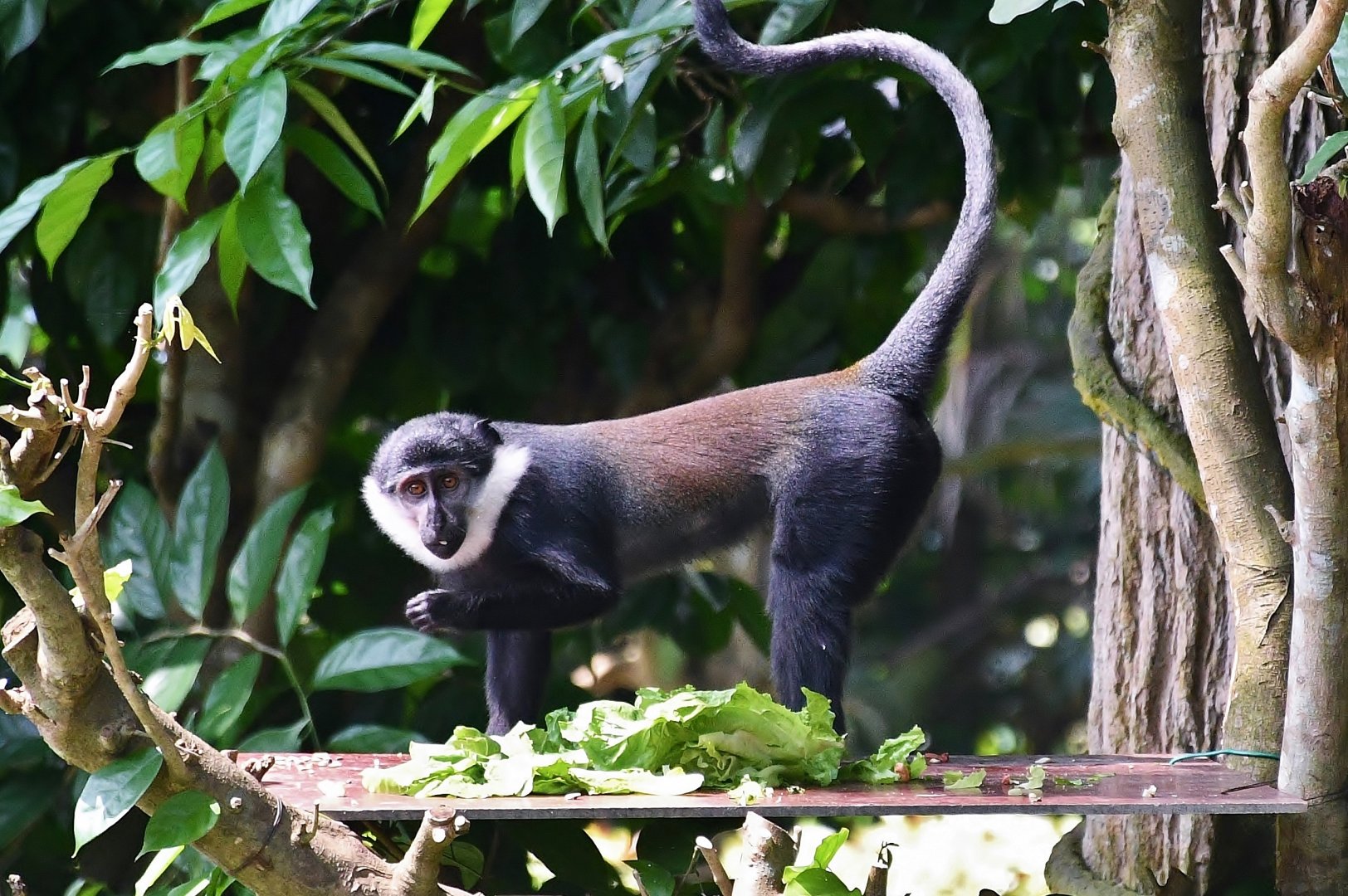 L'Hoest's Monkey (Allochrocebus lhoesti)