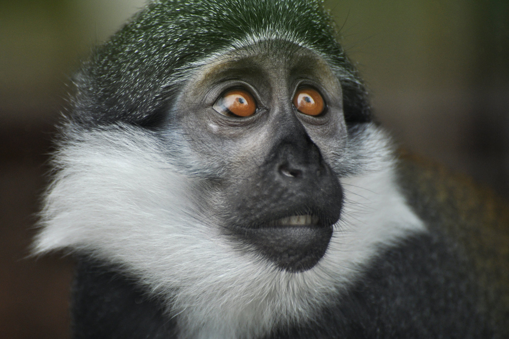 L'Hoest's monkey (Allochrocebus lhoesti)