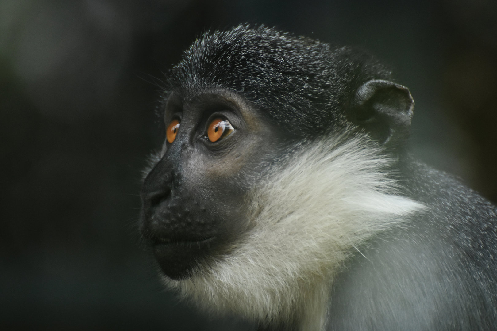 L'Hoest's monkey (Allochrocebus lhoesti)