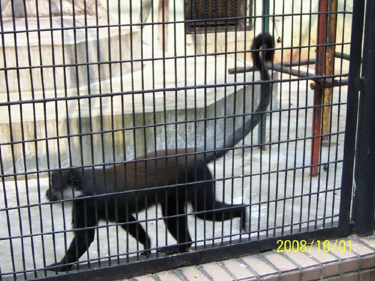 L'Hoest's Monkey(Allochrocebus lhoesti)