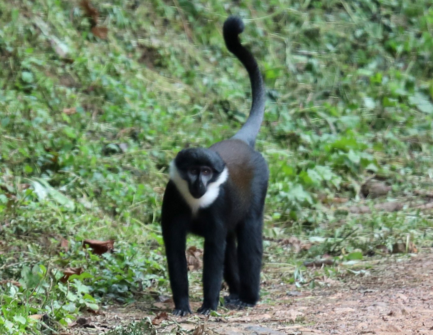 L'Hoest's monkey (Allochrocebus lhoesti)