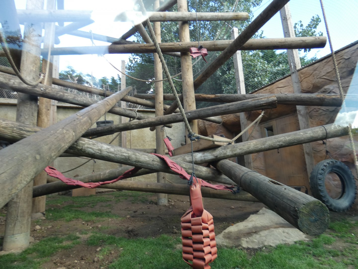 L'Hoest's Monkey and Hyrax enclosure