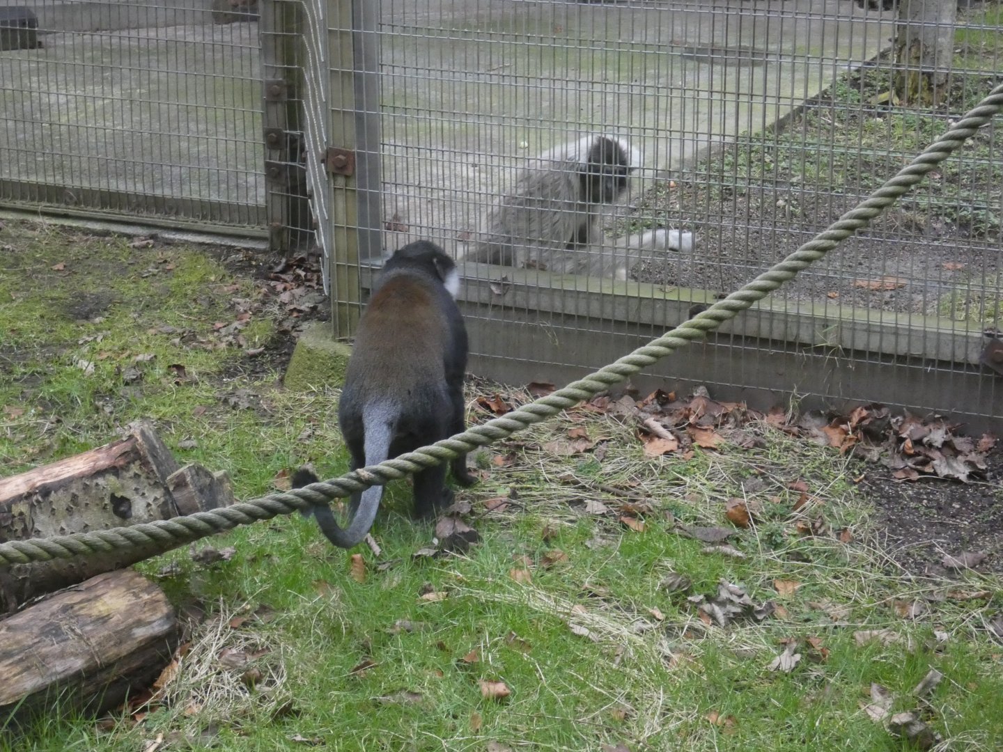 L'Hoest's monkey and Pileated gibbon