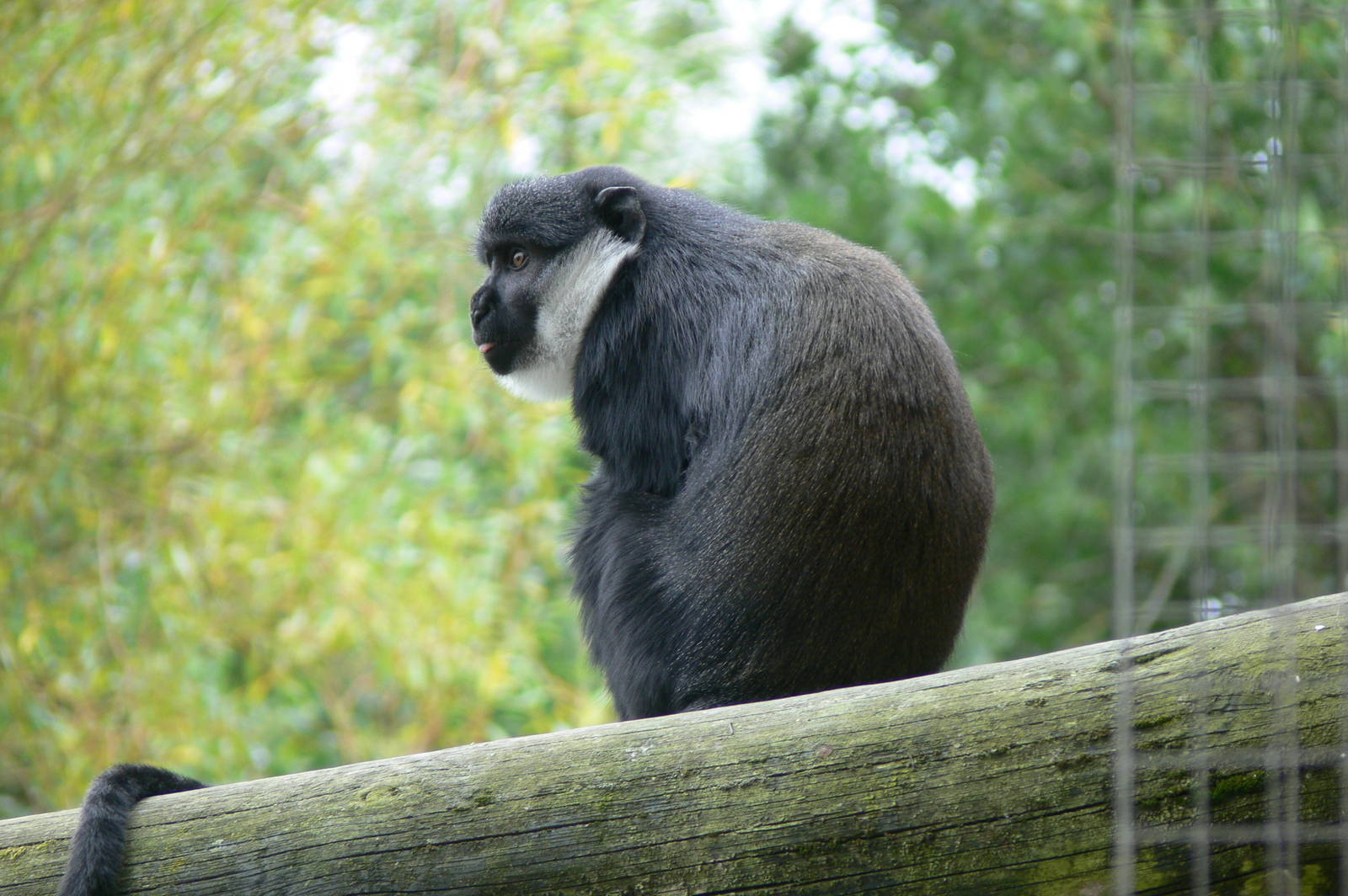 L'Hoest's Monkey at Blackpool Zoo, 16/08/14