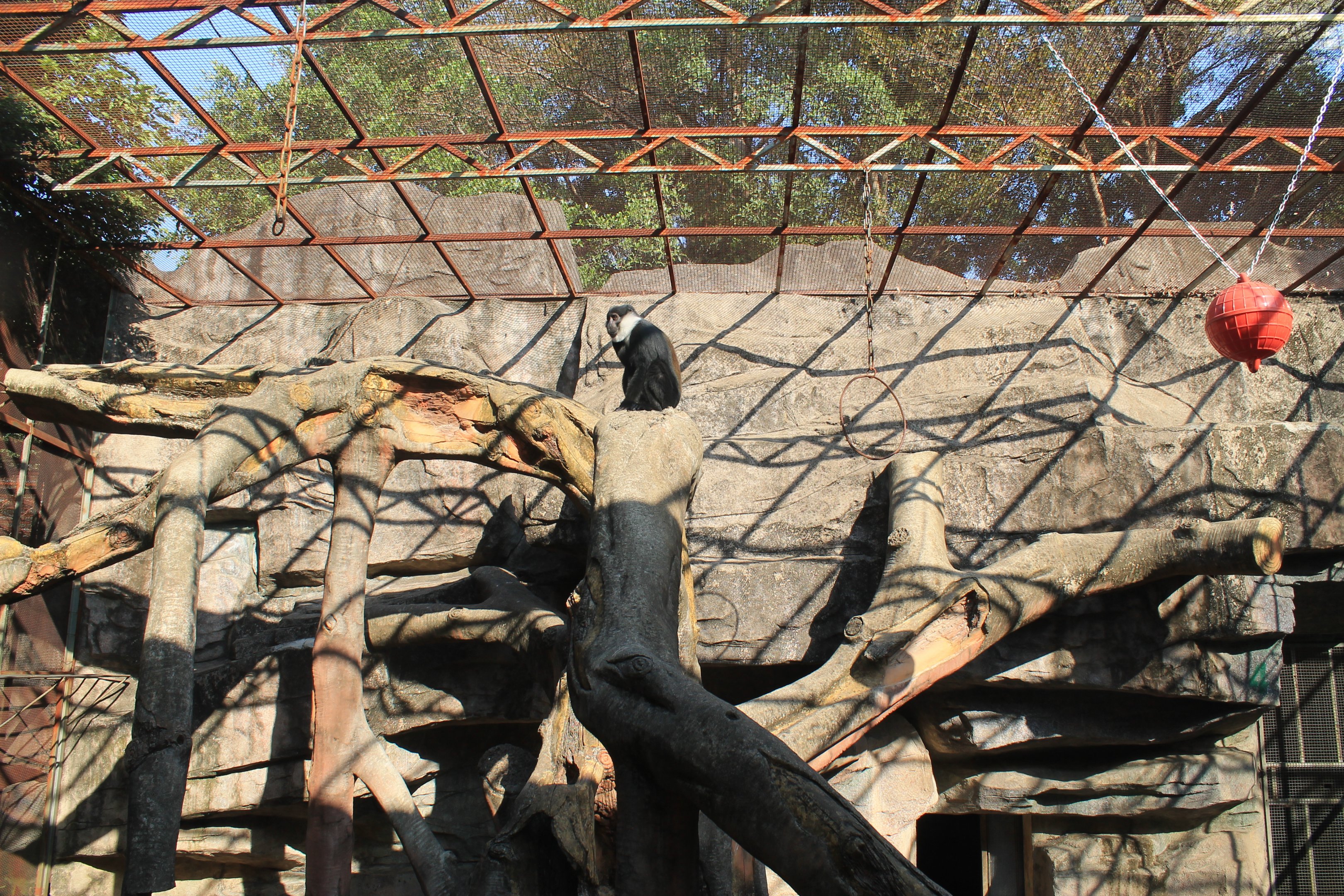 L'Hoest's Monkey cage