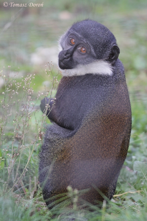 L'Hoest's Monkey (Cercopithecus lhoesti) at Zamosc Zoo