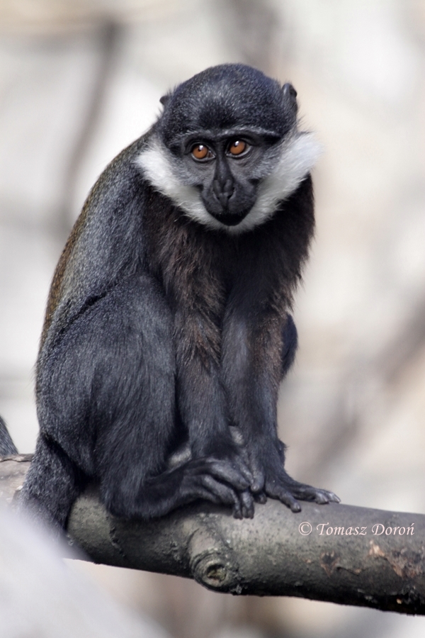 L'Hoest's Monkey (Cercopithecus lhoesti) at Zamosc Zoo.