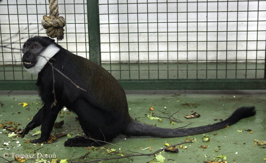 L'Hoest's Monkey (Cercopithecus lhoesti)