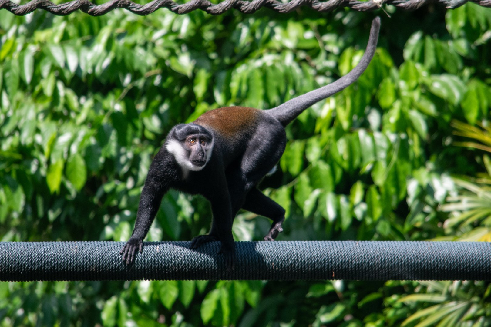 L'Hoest's Monkey (Cercopithecus lhoesti)