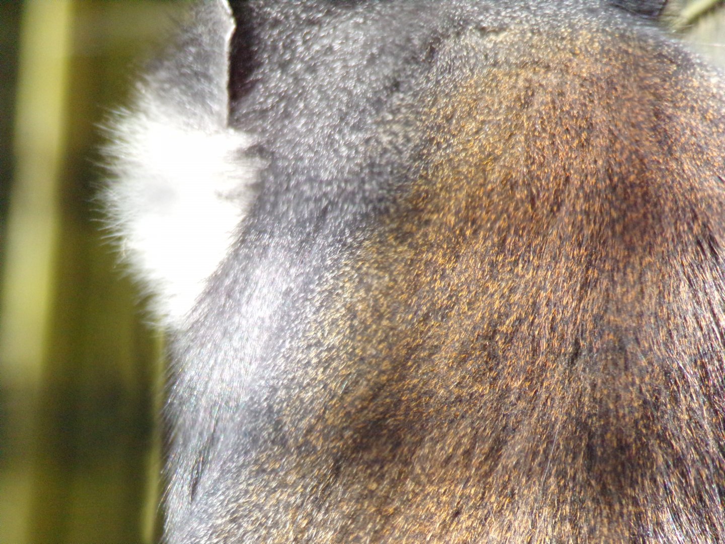 L’hoest’s monkey closeup 20.5.24