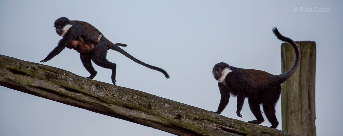 LHoests monkey : Colchester : 19 Sep 2015