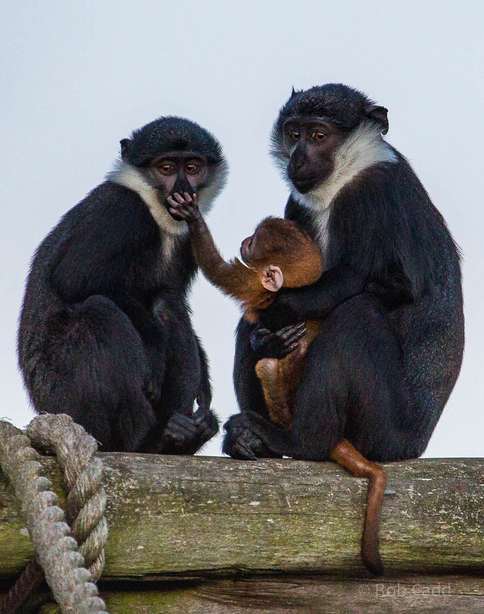 LHoests monkey : Colchester : 19 Sep 2015