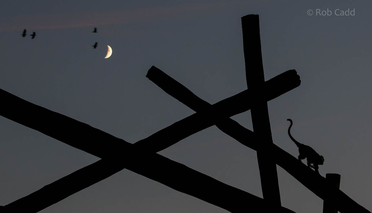 LHoests monkey : Colchester : 19 Sep 2015