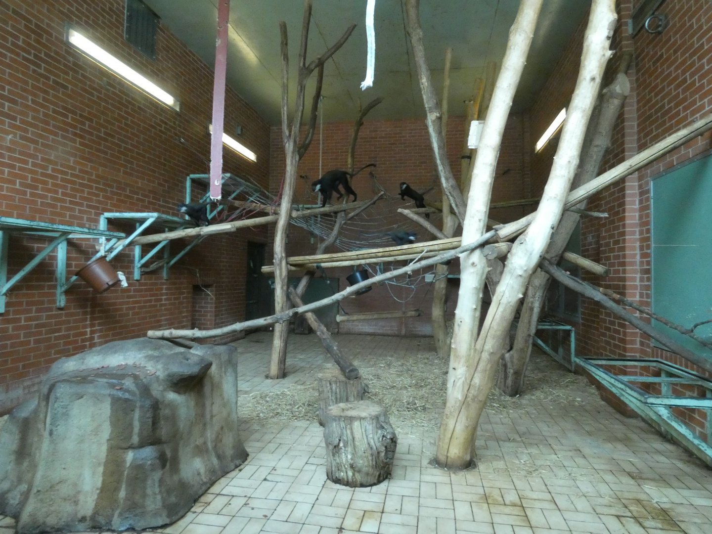 L'Hoest's monkey enclosure (2)