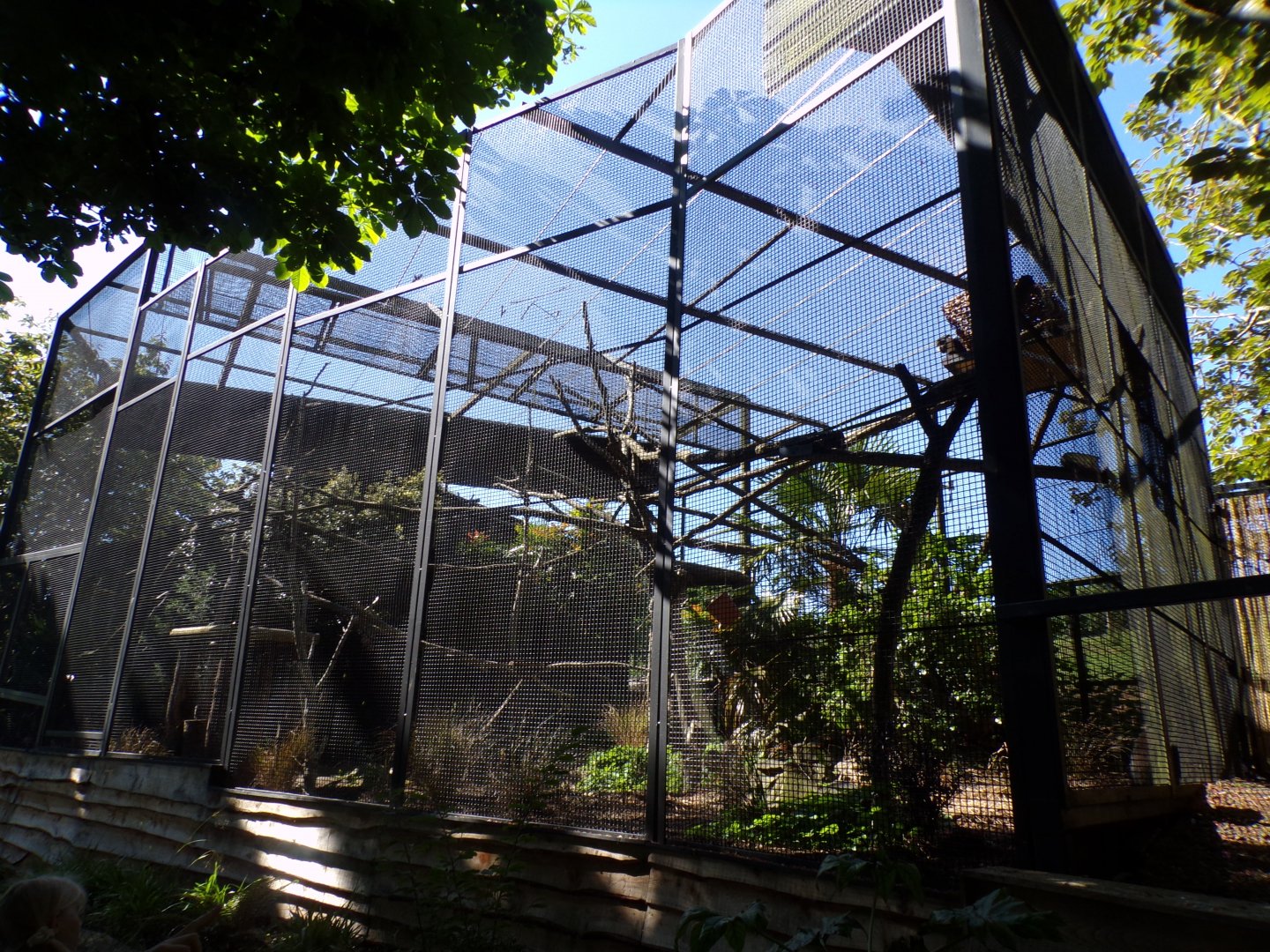 L’hoest’s monkey enclosure 20.5.24