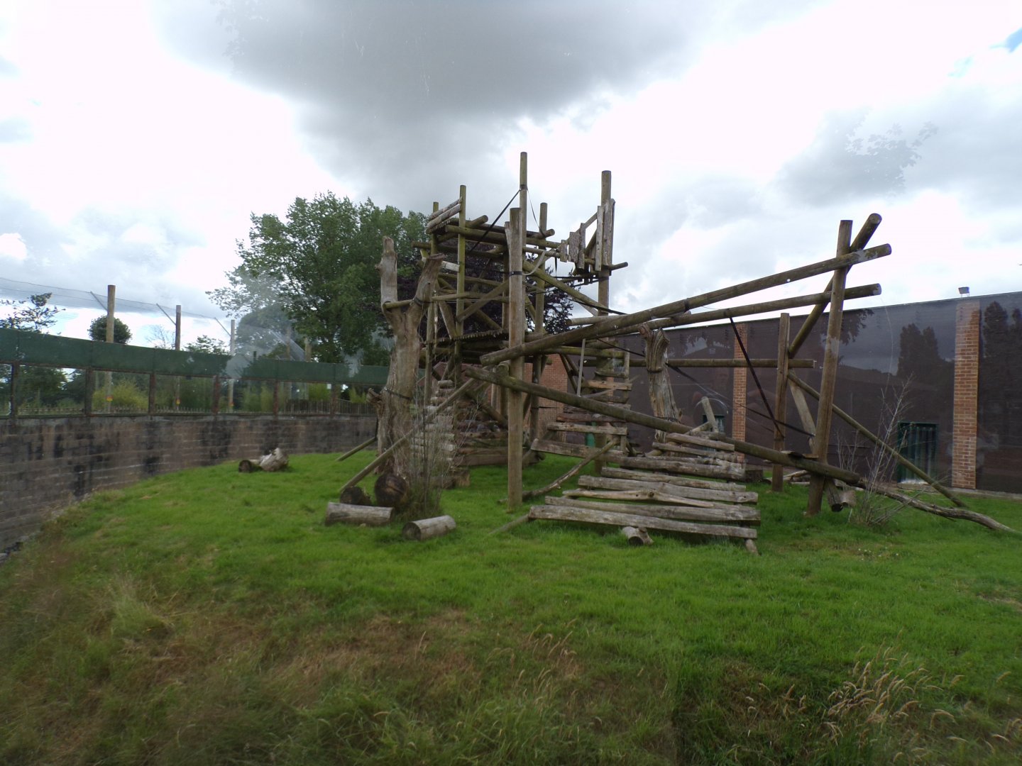 L’hoest’s monkey enclosure 7.7.24