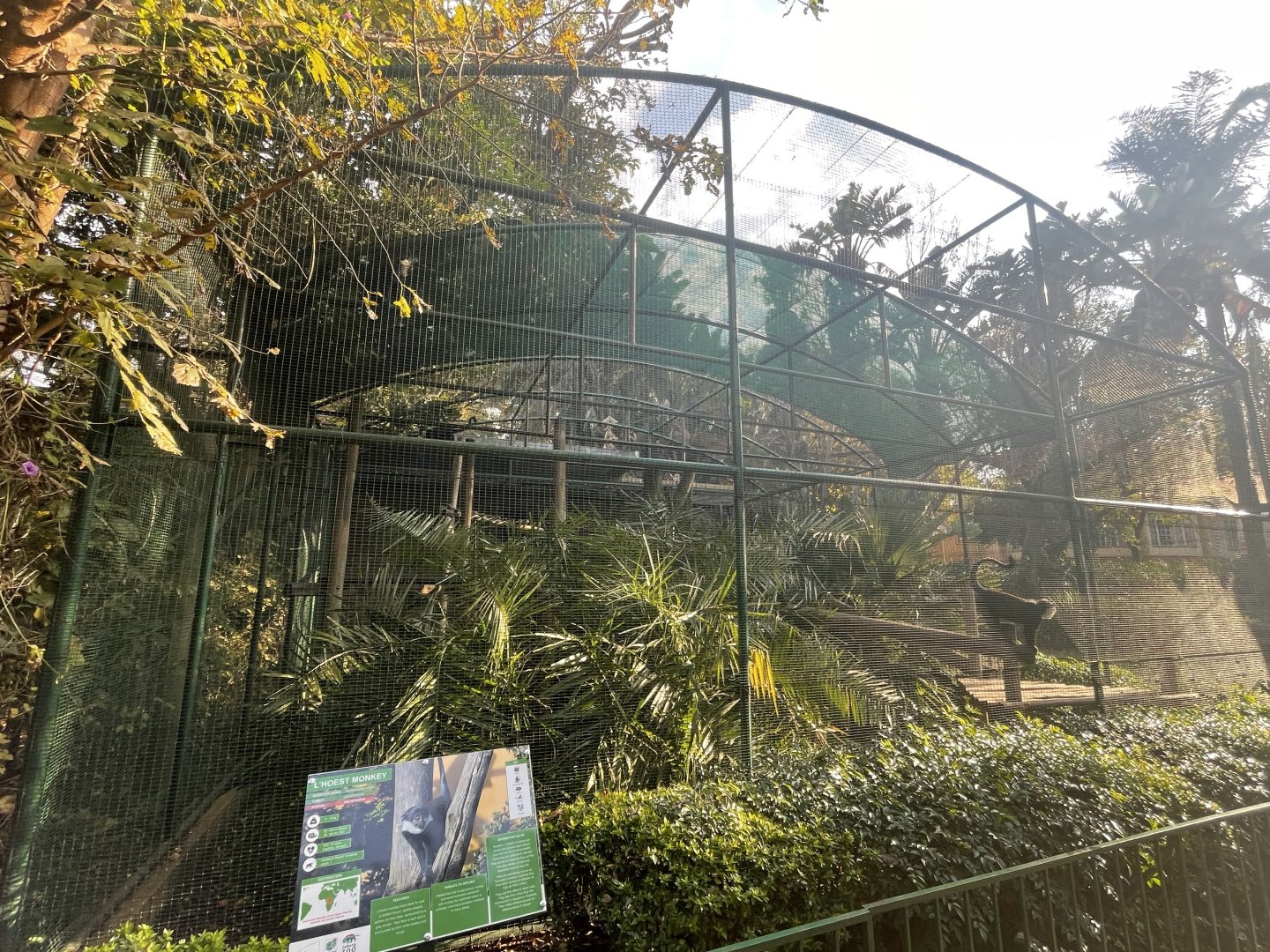 L'Hoest's Monkey Enclosure (Cercopithecus lhoesti)