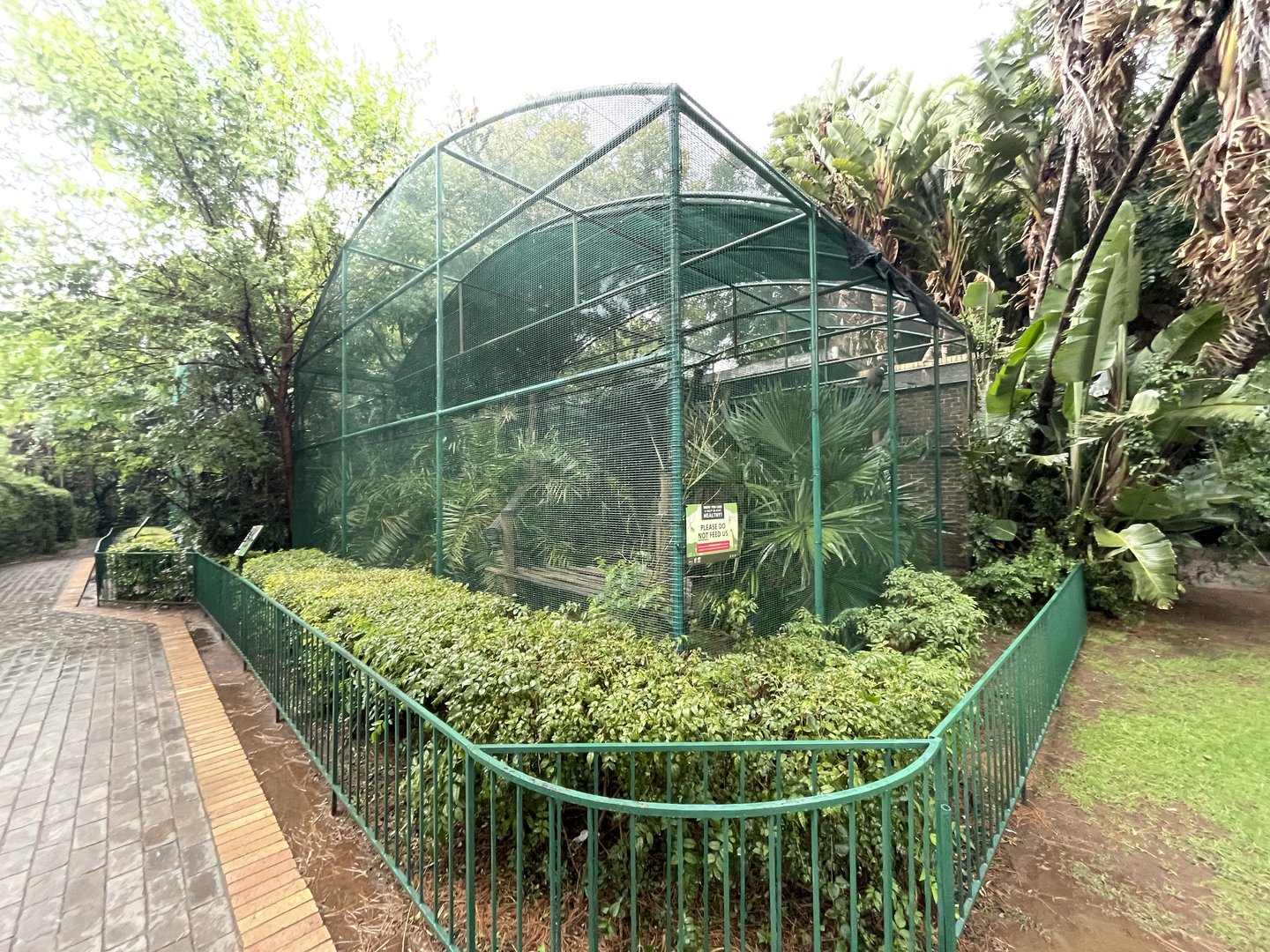 L'Hoest's Monkey Enclosure (Cercopithecus lhoesti)