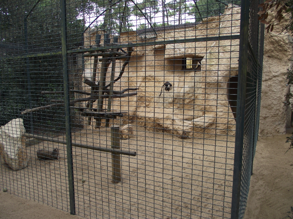 L'Hoest's Monkey Enclosure