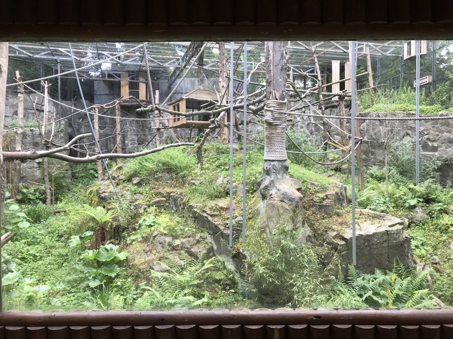 L’hoests monkey enclosure