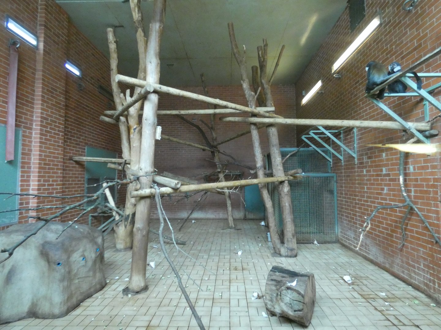 L'Hoest's monkey enclosure