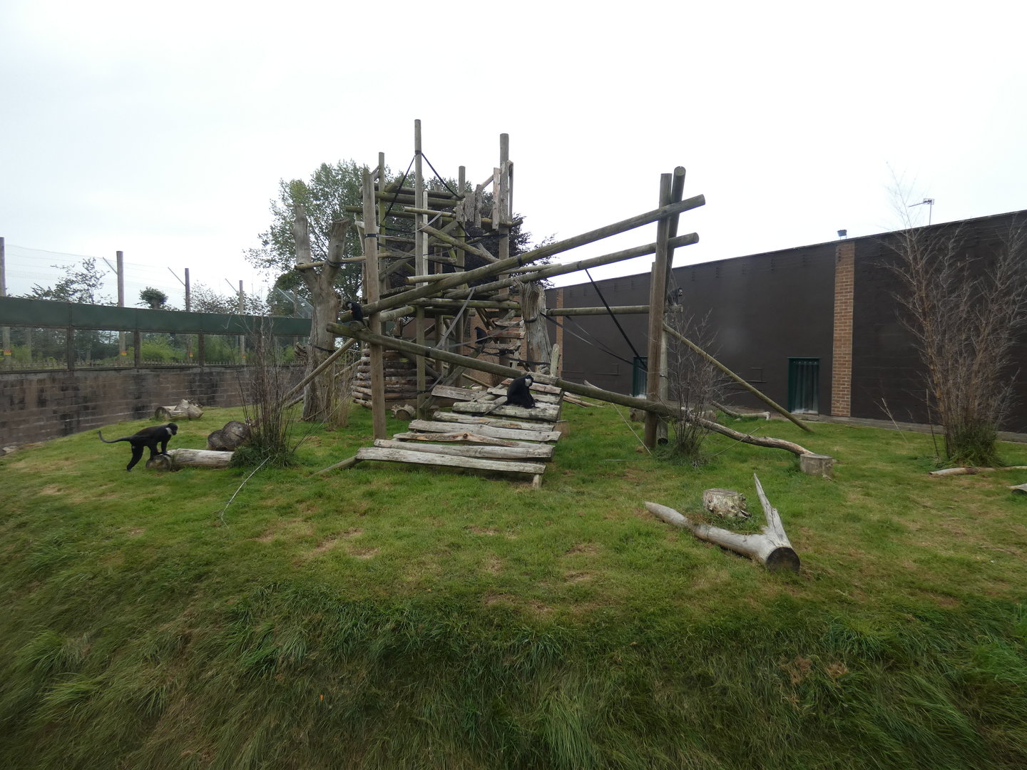 L'Hoest's monkey enclosure