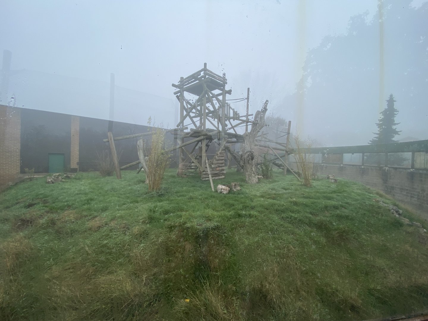 L’hoest’s monkey enclosure