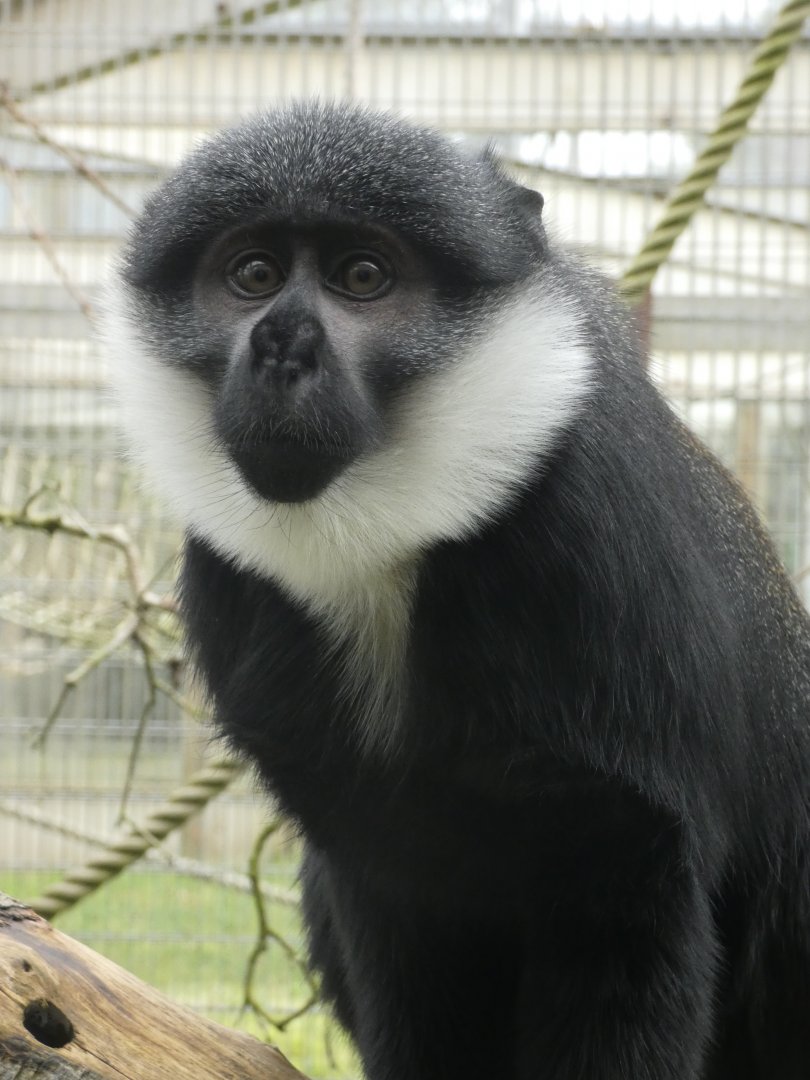 L'Hoest's monkey female