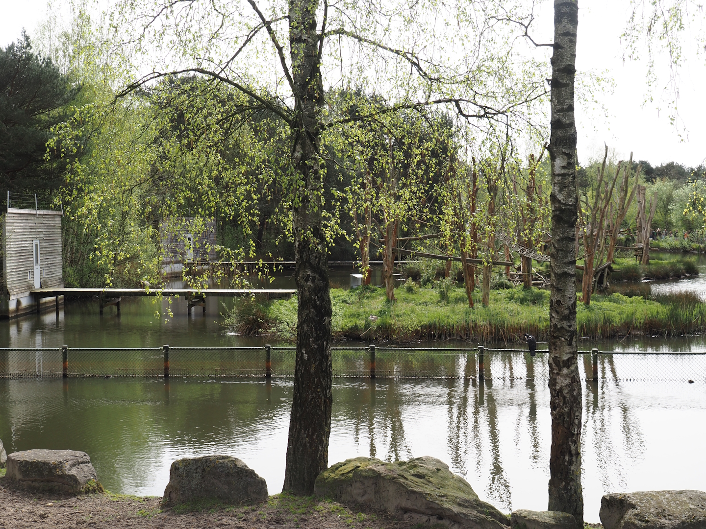 L'Hoëst's monkey island, seen across the hippopotamus exhibit, 2024-04-06