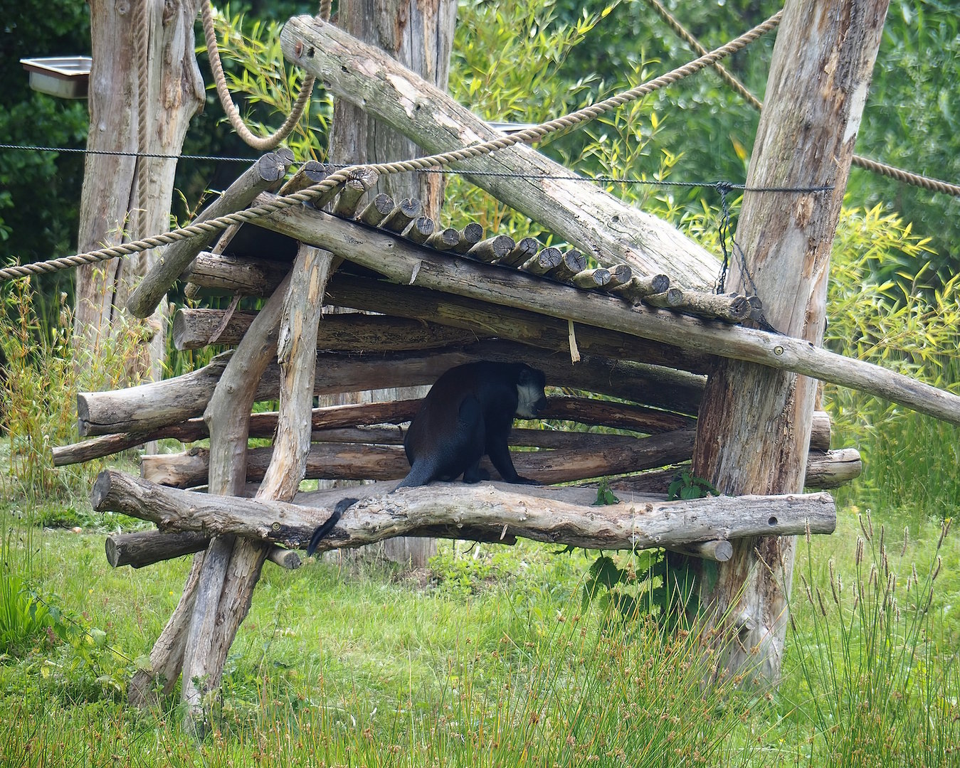 L'Hoëst's monkey island shelter, 2022-06-12