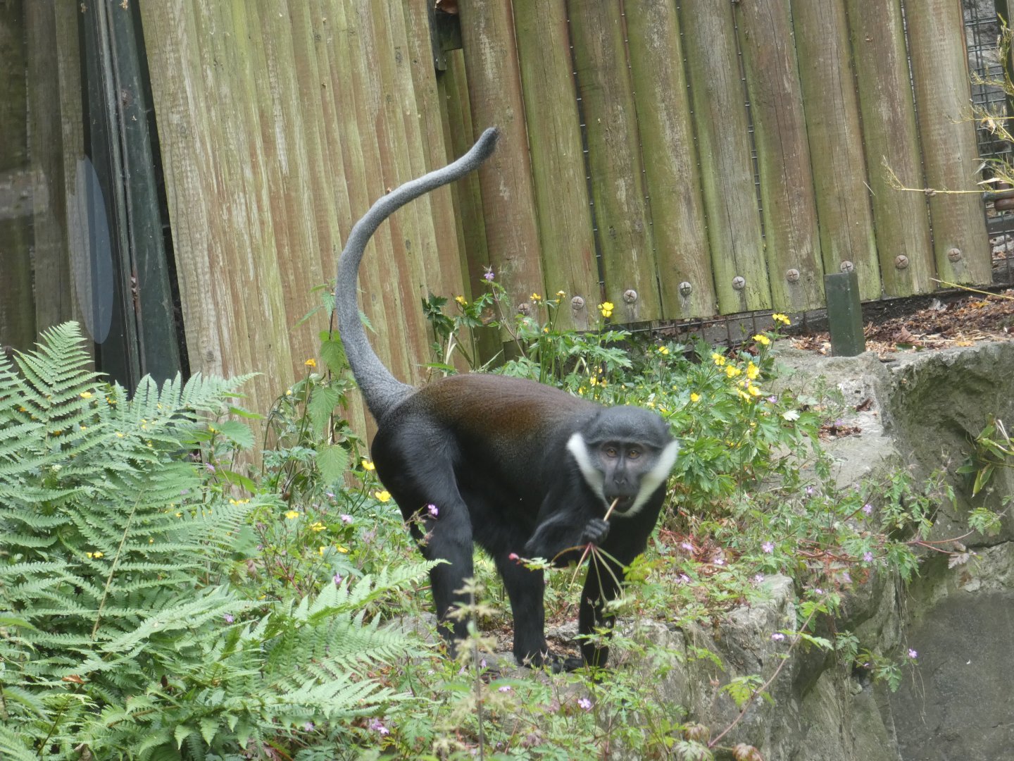 L'Hoest's monkey male