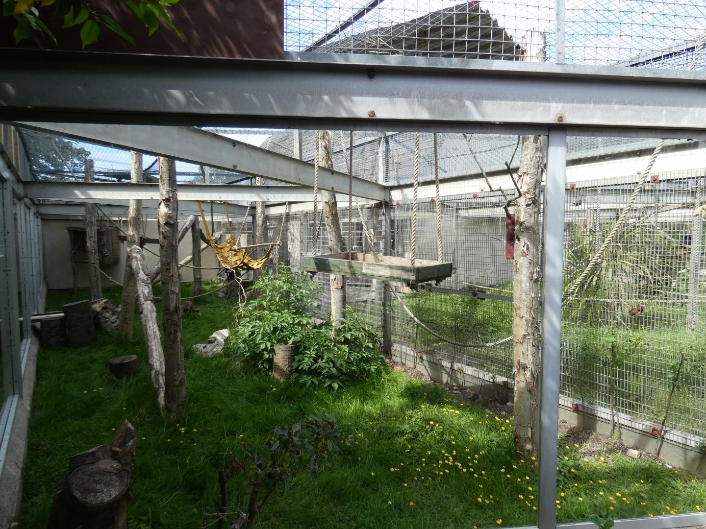 L'Hoest's monkey outdoor enclosure