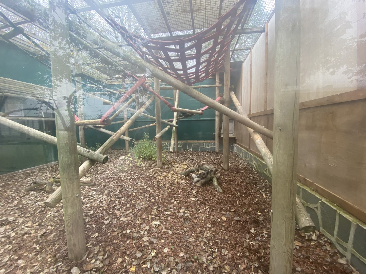 L’Hoest’s monkey outdoor enclosure