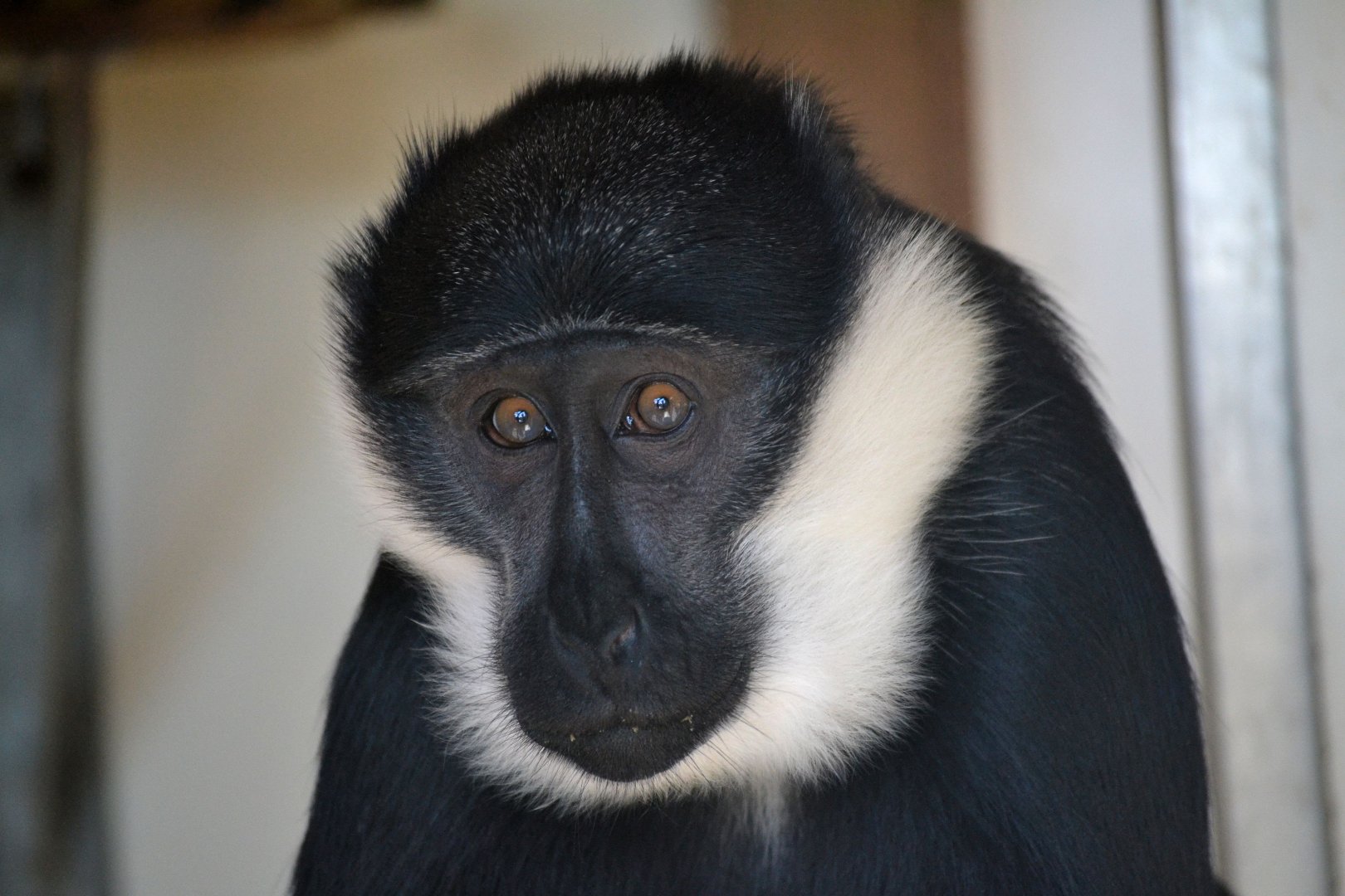 L'hoest's Monkey - September 2015