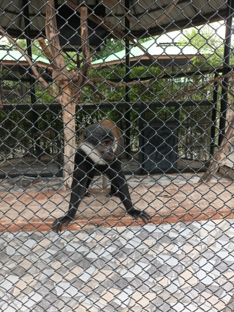 L'Hoest's monkey : Sriayuthaya Lion Park