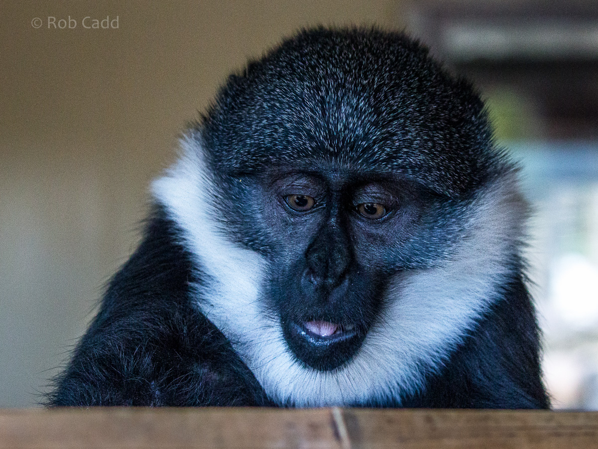 LHoests monkey : Twycross : 22 Oct 2015