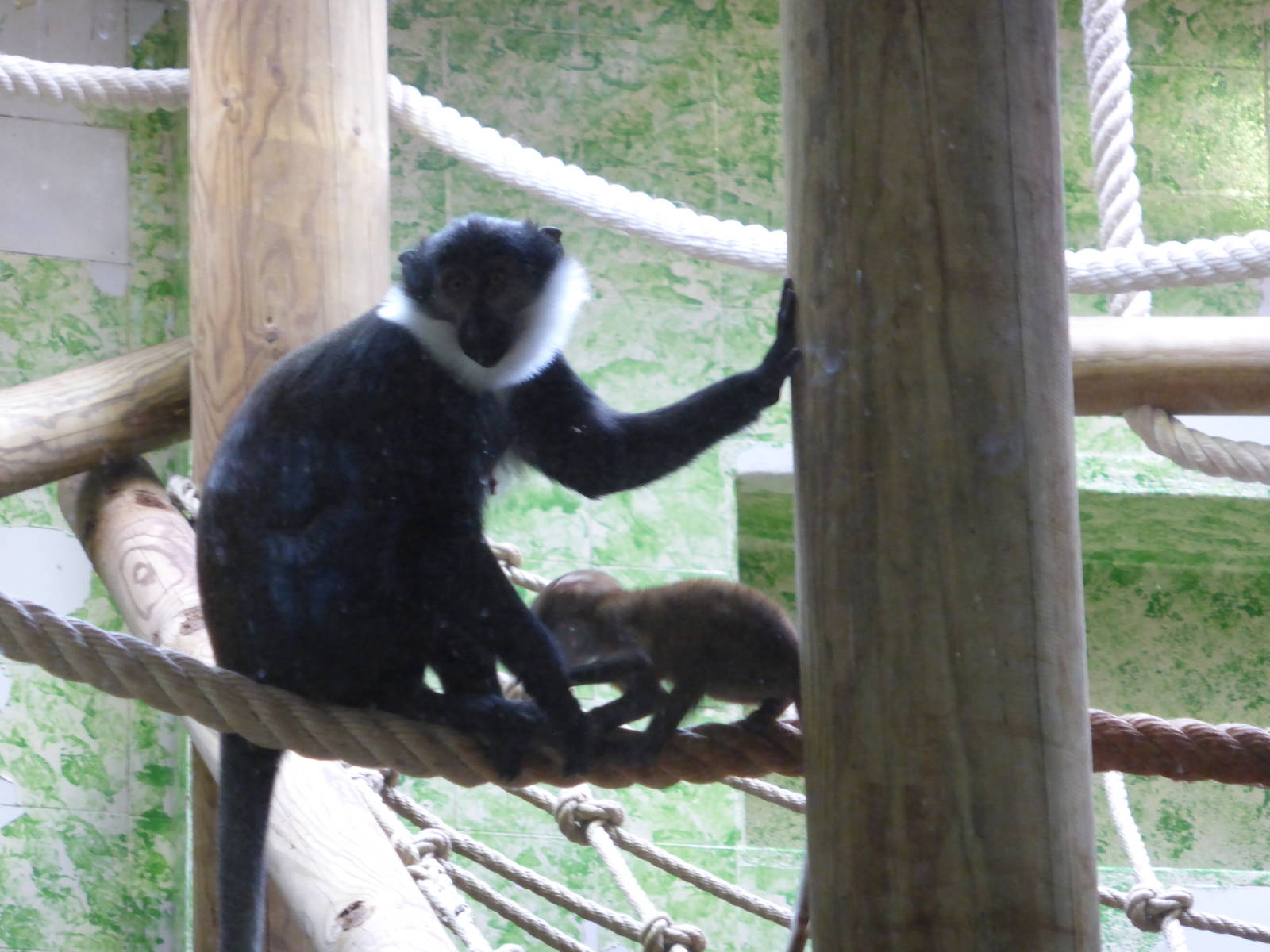 L'Hoest's monkey with baby .