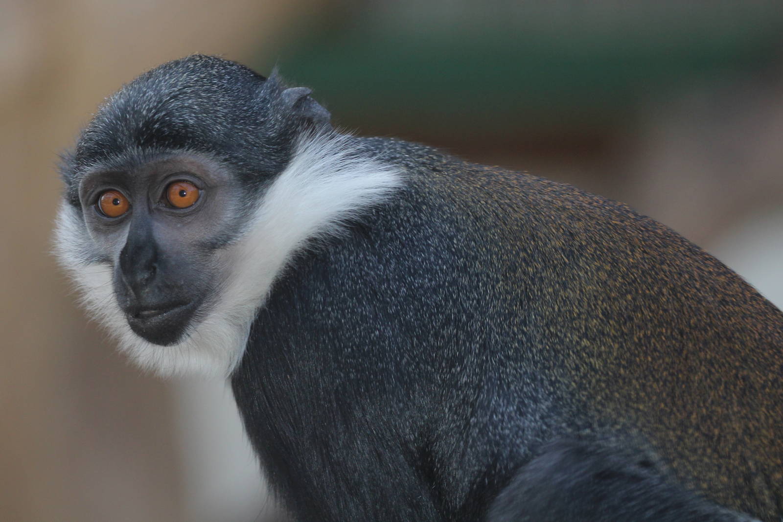 L'Hoest's Monkey, Wroclaw Zoo, April 2016
