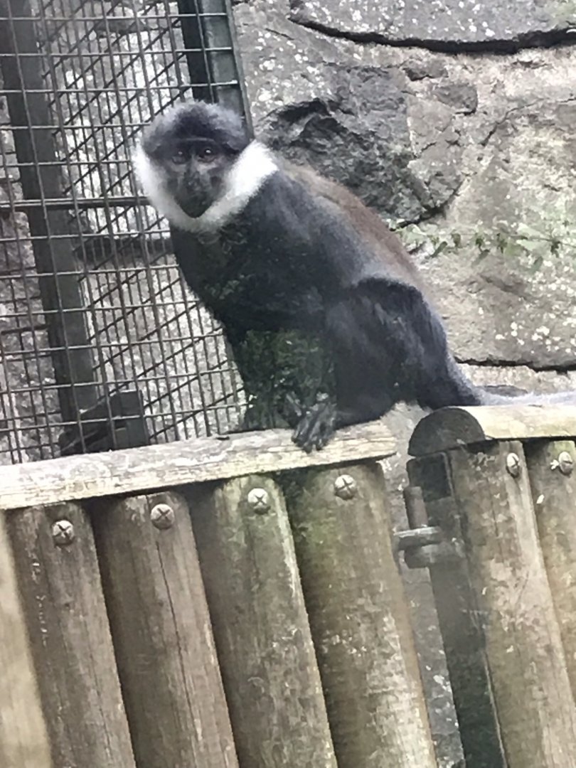 L’hoest’s monkey