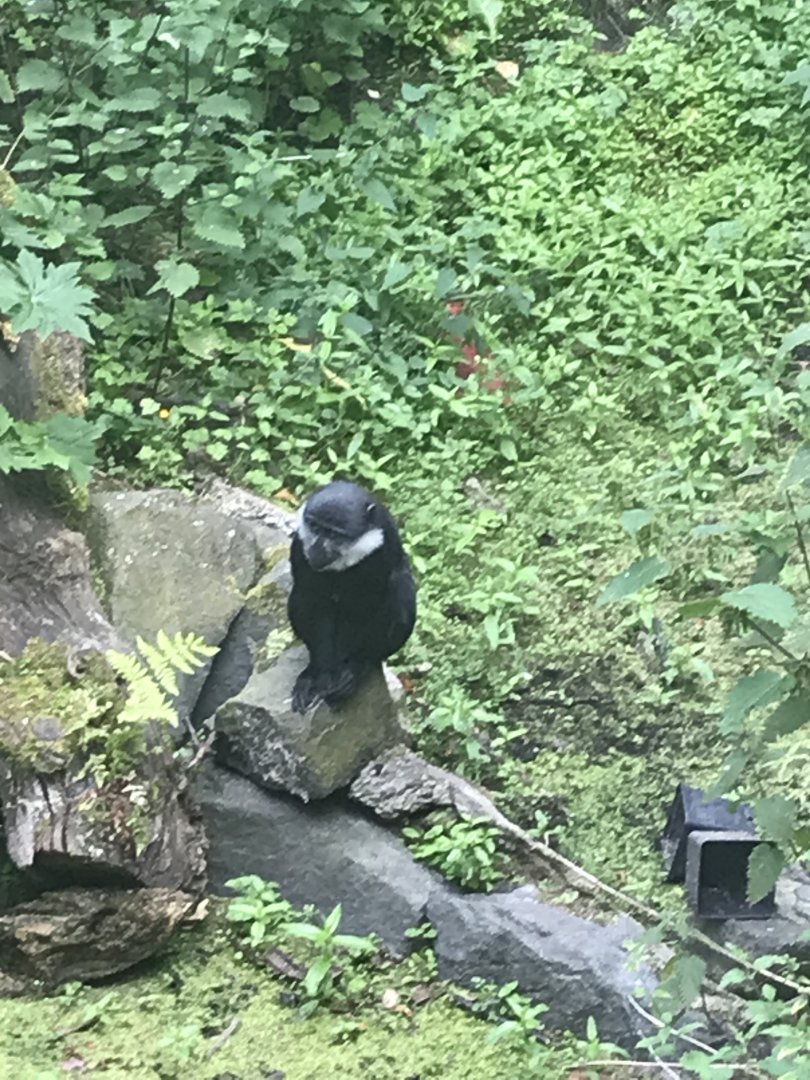 L’hoest’s monkey